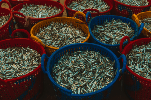 Aquaculture Development