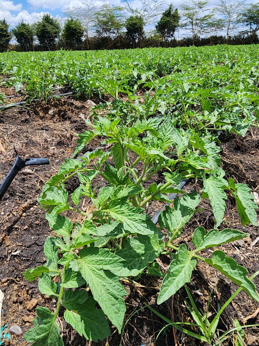 Sustainable Farming